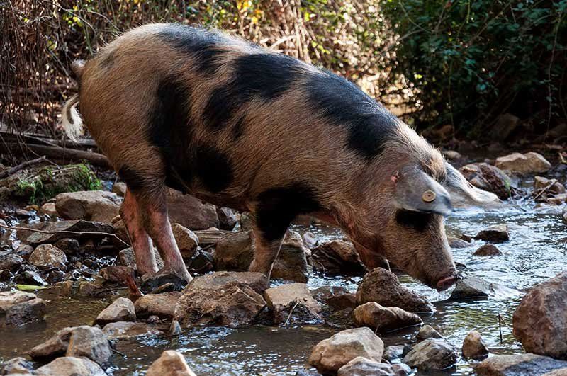 cerdo manchado jabugo